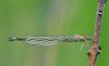 Ischnura elegans